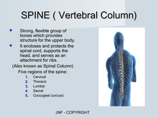 SPINE ( Vertebral Column)
     Strong, flexible group of
      bones which provides
      structure for the upper body.
     It encloses and protects the
      spinal cord, supports the
      head, and serves as an
      attachment for ribs.
  (Also known as Spinal Column)
     Five regions of the spine:
        1.   Cervical
        2.   Thoracic
        3.   Lumbar
        4.   Sacral
        5.   Coccygeal (coccyx)



                          JNF - COPYRIGHT
 