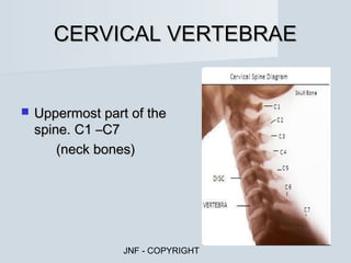 CERVICAL VERTEBRAE


   Uppermost part of the
    spine. C1 –C7
        (neck bones)




                  JNF - COPYRIGHT
 