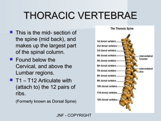 THORACIC VERTEBRAE
   This is the mid- section of
    the spine (mid back), and
    makes up the largest part
    of the spinal column.
   Found below the
    Cervical, and above the
    Lumbar regions.
   T1 – T12 Articulate with
    (attach to) the 12 pairs of
    ribs.
    (Formerly known as Dorsal Spine)


                         JNF - COPYRIGHT
 