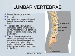 LUMBAR VERTEBRAE
   Below the thoracic spine.
   L1 – L5
   Strongest and larges of spinal
    bones. (lower back, small of
    back)
   The load of body weight is
    increased at the lower end of
    spine, therefore it is a common
    place for backaches, injury and
    pathology.
   This is the area where the
    sciatic nerve lies ( the large
    nerve that branches down into
    the legs) and pain in this
    region (sciatica) can radiate
    from the back all the way down
    to the foot.

                        JNF - COPYRIGHT
 