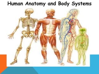 Human Anatomy and Body Systems
 