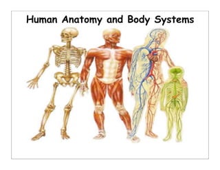 Human Anatomy and Body Systems
 