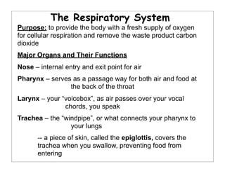The Respiratory System
Purpose: to provide the body with a fresh supply of oxygen
for cellular respiration and remove the waste product carbon
dioxide
Major Organs and Their Functions
Nose – internal entry and exit point for air
Pharynx – serves as a passage way for both air and food at
the back of the throat
Larynx – your “voicebox”, as air passes over your vocal
chords, you speak
Trachea – the “windpipe”, or what connects your pharynx to
your lungs
-- a piece of skin, called the epiglottis, covers the
trachea when you swallow, preventing food from
entering
 