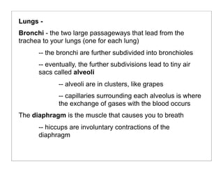 Lungs -
Bronchi - the two large passageways that lead from the
trachea to your lungs (one for each lung)
-- the bronchi are further subdivided into bronchioles
-- eventually, the further subdivisions lead to tiny air
sacs called alveoli
-- alveoli are in clusters, like grapes
-- capillaries surrounding each alveolus is where
the exchange of gases with the blood occurs
The diaphragm is the muscle that causes you to breath
-- hiccups are involuntary contractions of the
diaphragm
 