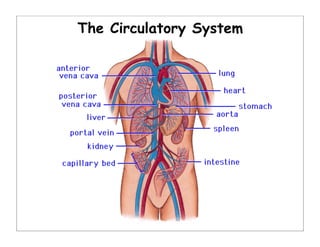 The Circulatory System
 