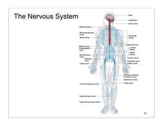 17
The Nervous System
 