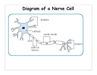 Diagram of a Nerve Cell
 