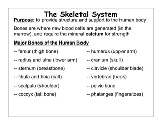 The Skeletal System
Purpose: to provide structure and support to the human body
Bones are where new blood cells are generated (in the
marrow), and require the mineral calcium for strength
Major Bones of the Human Body
-- femur (thigh bone) -- humerus (upper arm)
-- radius and ulna (lower arm) -- cranium (skull)
-- sternum (breastbone) -- clavicle (shoulder blade)
-- fibula and tibia (calf) -- vertebrae (back)
-- scalpula (shoulder) -- pelvic bone
-- coccyx (tail bone) -- phalanges (fingers/toes)
 