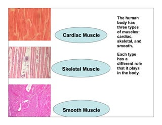 Cardiac Muscle
Skeletal Muscle
Smooth Muscle
The human
body has
three types
of muscles:
cardiac,
skeletal, and
smooth.
Each type
has a
different role
that it plays
in the body.
 