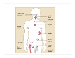 humanbodysystems_ppt.pdf