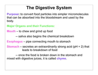 The Digestive System
Purpose: to convert food particles into simpler micromolecules
that can be absorbed into the bloodstream and used by the
body.
Major Organs and their Functions:
Mouth – to chew and grind up food
-- saliva also begins the chemical breakdown
Esophagus – pipe connecting mouth to stomach
Stomach – secretes an extraordinarily strong acid (pH = 2) that
leads to breakdown of food
-- once the food is broken down in the stomach and
mixed with digestive juices, it is called chyme.
 