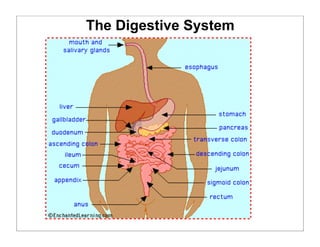 The Digestive System
 