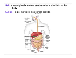 Skin – sweat glands remove excess water and salts from the
body
Lungs – expel the waste gas carbon dioxide
 