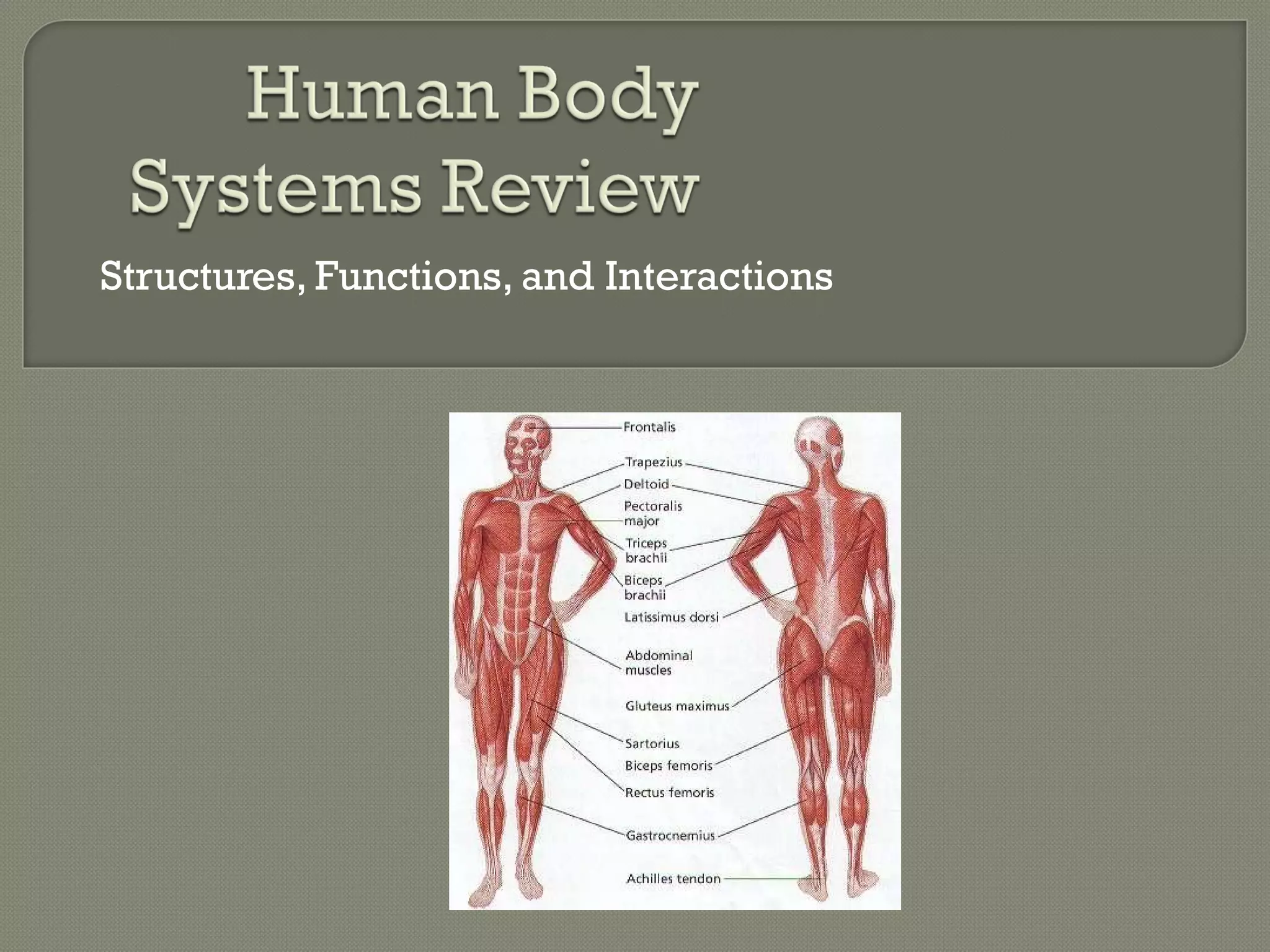 Human body systems review | PPT