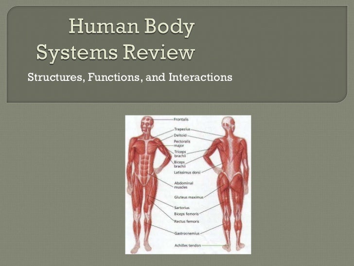 an overview of creatine and its function in the human body Creatine is also available in dietary sources like fish and meat what is the function of creatine creatine also appears to increase lean body mass. an overview of creatine and its function in the human body Creatine is also available in dietary sources like fish and meat what is the function of creatine creatine also appears to increase lean body mass.
