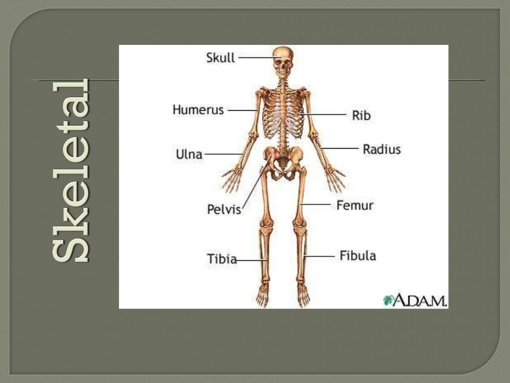 human-body-systems-review-game-bingo-card