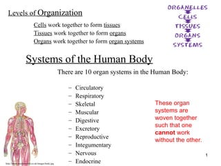 http://www.muslimworld.co.uk/images/body.jpg
1
Systems of the Human Body
There are 10 organ systems in the Human Body:
– Circulatory
– Respiratory
– Skeletal
– Muscular
– Digestive
– Excretory
– Reproductive
– Integumentary
– Nervous
– Endocrine
Cells work together to form tissues
Tissues work together to form organs
Organs work together to form organ systems
These organ
systems are
woven together
such that one
cannot work
without the other.
Levels of Organization
 