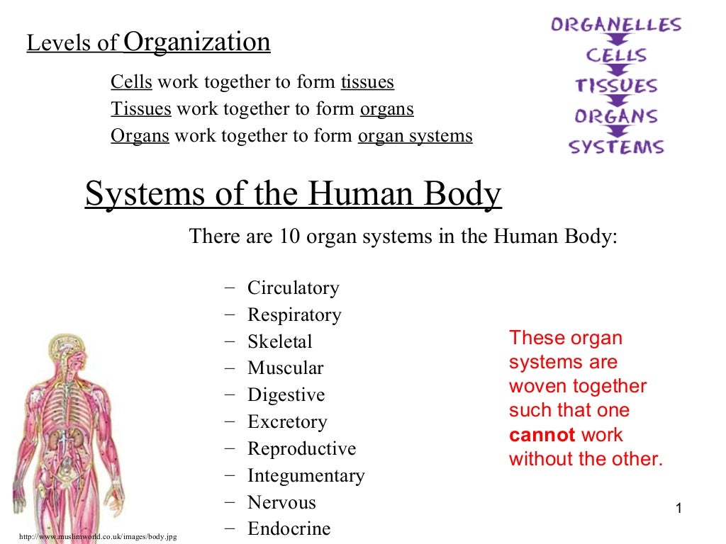 Human Body Systems PPT