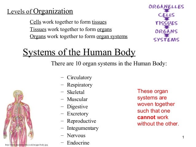 10 Human Body Systems