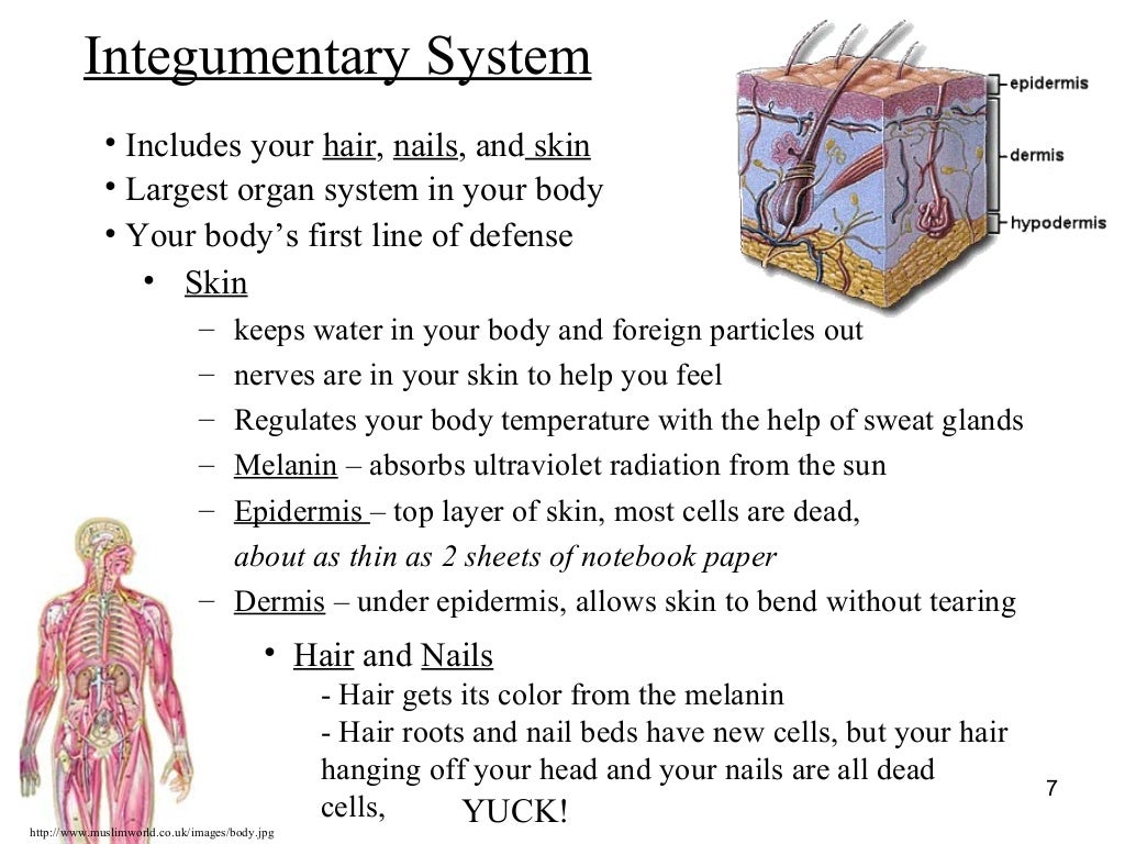 Human Body Systems PPT
