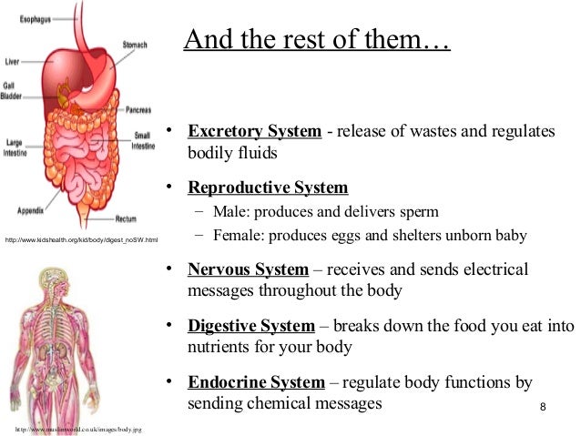 Different Systems in a Human Body - ghostwriterbooks.x.fc2.com