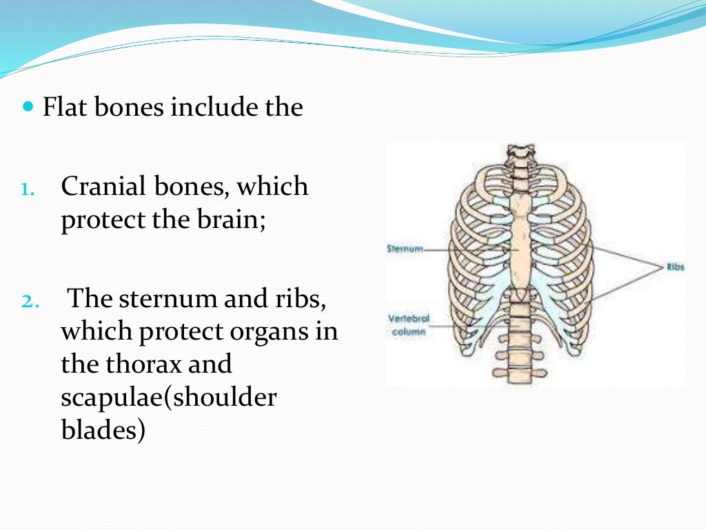Human bones