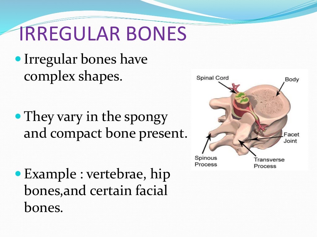 Human bones