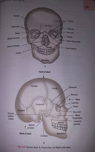 Human bones and joints.pdf class 11, physics | PDF