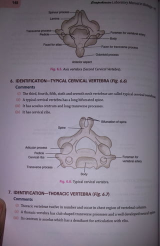 Human bones and joints.pdf class 11, physics | PDF