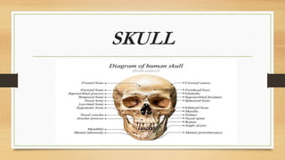 SKULL
 