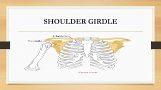 SHOULDER GIRDLE
 