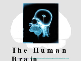 The Human Brain Master Watermark Image:  http://williamcalvin.com/BrainForAllSeasons/img/bonoboLH-humanLH-viaTWD.gif 