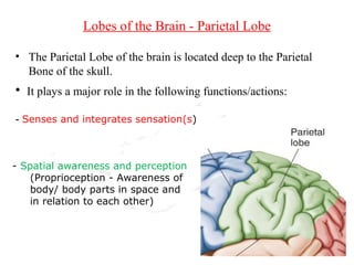 Lobes of the Brain - Parietal Lobe

• The Parietal Lobe of the brain is located deep to the Parietal
  Bone of the skull.
• It plays a major role in the following functions/actions:

- Senses and integrates sensation(s)


- Spatial awareness and perception
   (Proprioception - Awareness of
   body/ body parts in space and
   in relation to each other)
 