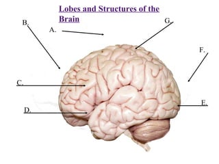 Lobes and Structures of the
 B.            Brain                       G.
          A.

                                                F.



C.

                                                E.
     D.
 