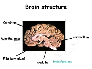 Brain structure

 Cerebrum



                                                   cerebellum
hypothalamus




 Pituitary gland
                       medulla   brain functions
 