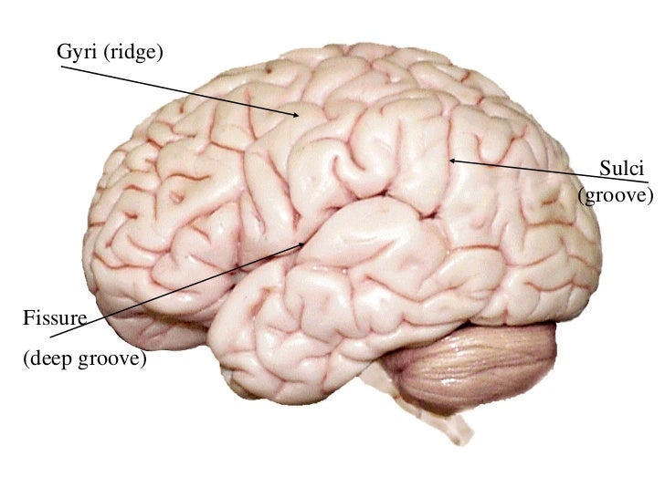 Human brain