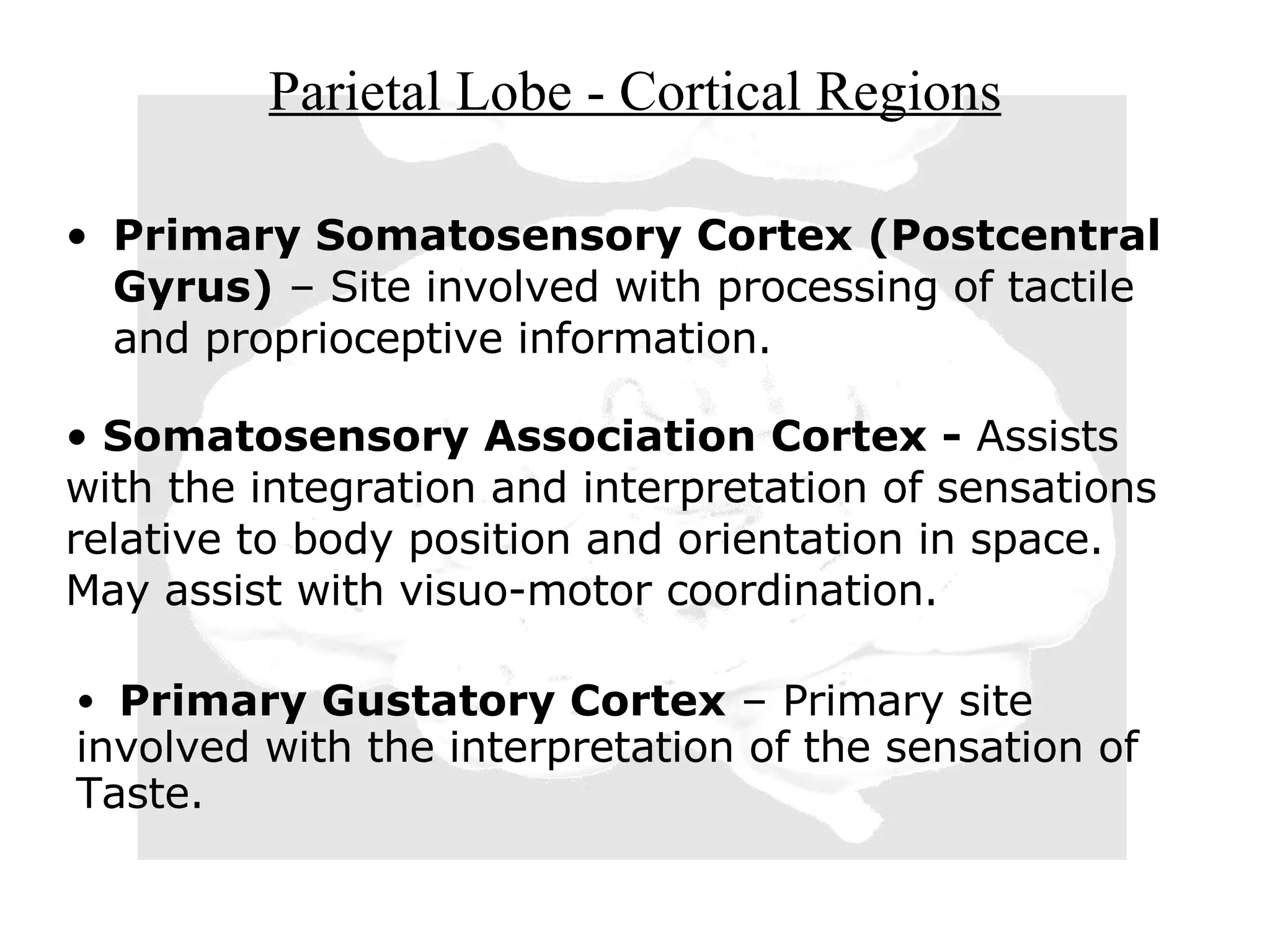 Parietal Lobe - Cortical Regions Primary Somatosensory Cortex (Postcentral Gyrus)  – Site involved with processing of tactile and proprioceptive information.  Somatosensory Association Cortex -  Assists with the integration and interpretation of sensations relative to body position and orientation in space. May assist with visuo-motor coordination. Primary Gustatory Cortex  – Primary site involved with the interpretation of the sensation of Taste. 