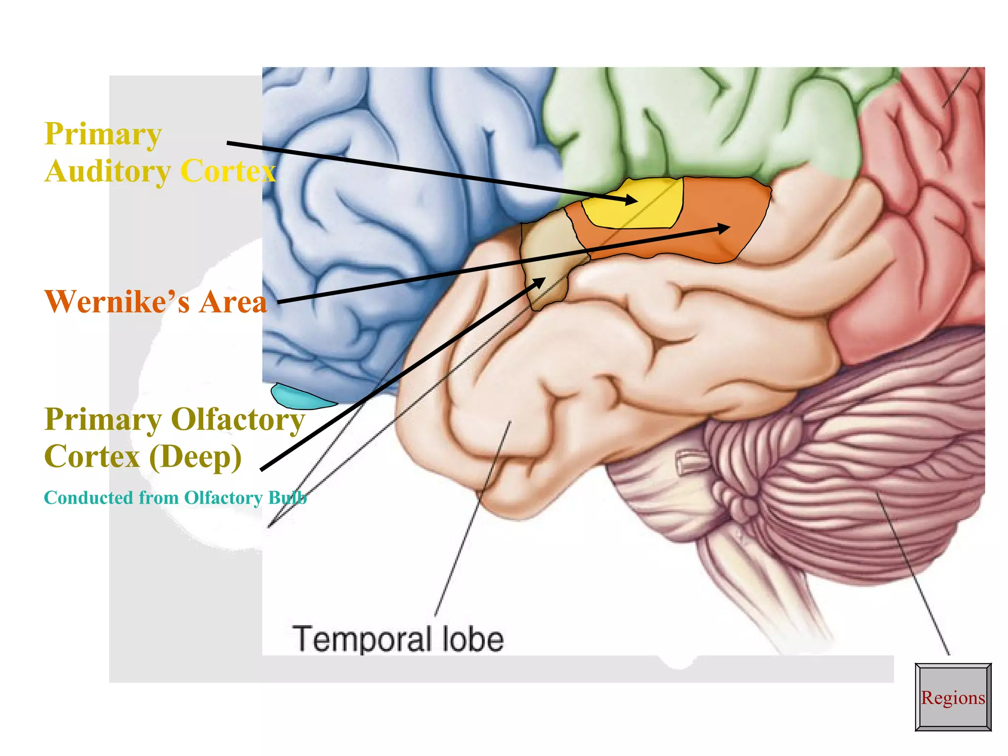 Primary Auditory  Cortex Wernike’s Area Primary Olfactory Cortex (Deep) Conducted from Olfactory Bulb Regions 