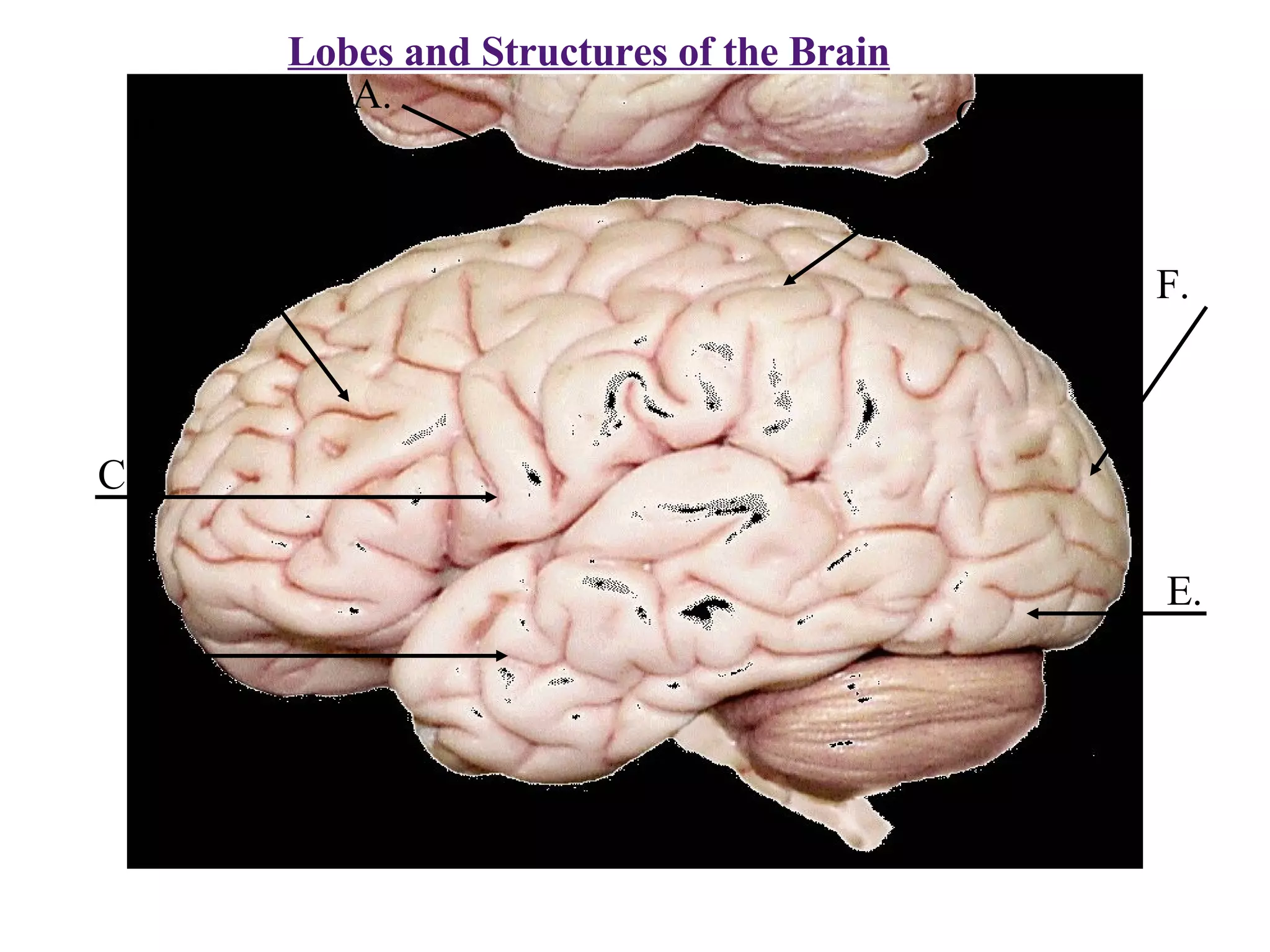 Lobes and Structures of the Brain B.  A. C.  D.  E. F.  G.  