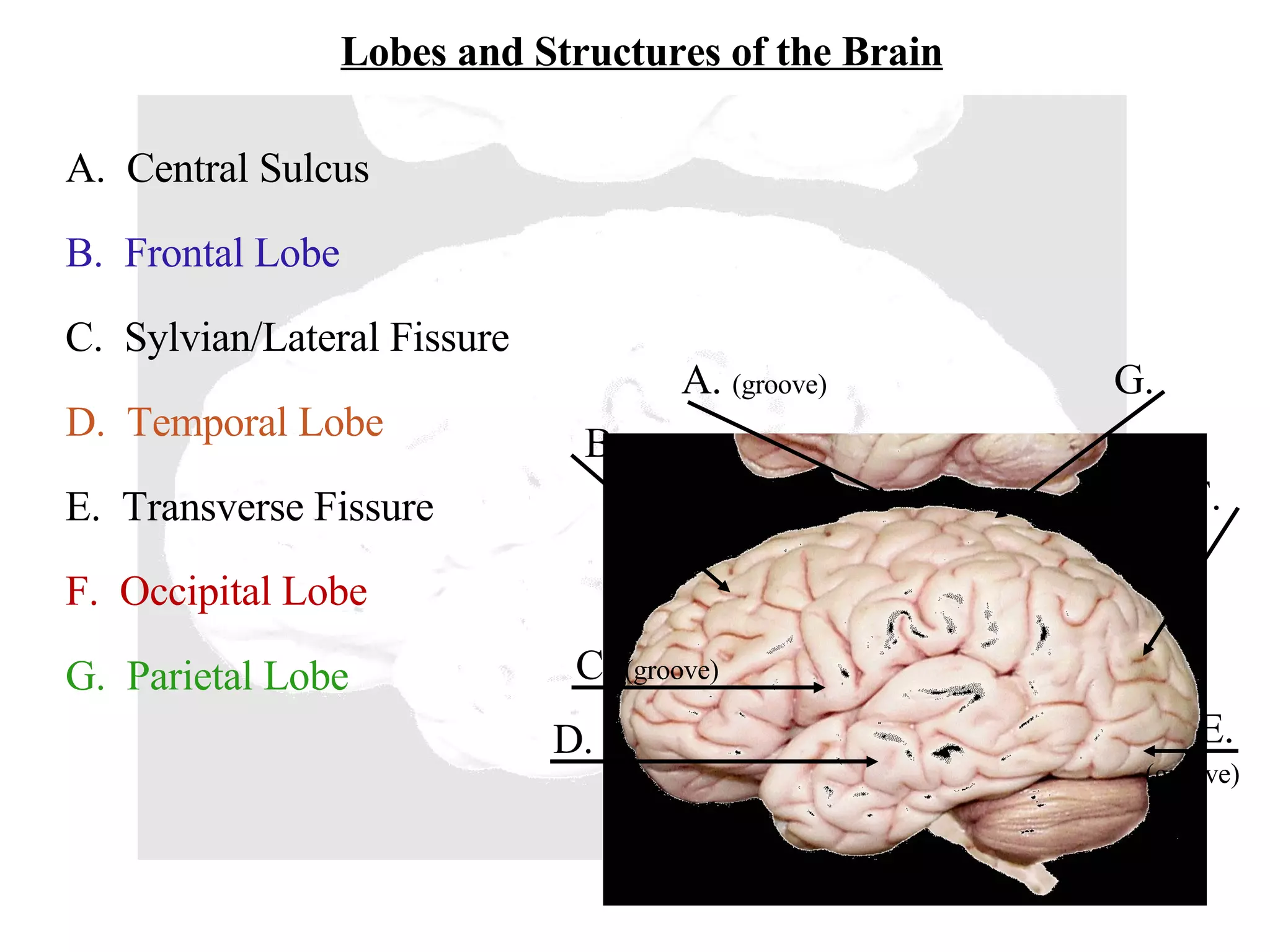 Lobes and Structures of the Brain B.  A.  (groove) C.  (groove)   D.  E. F.  G.  B.  Frontal Lobe G.  Parietal Lobe F.  Occipital Lobe D.  Temporal Lobe A.  Central Sulcus (groove) E.  Transverse Fissure C.  Sylvian/Lateral Fissure 