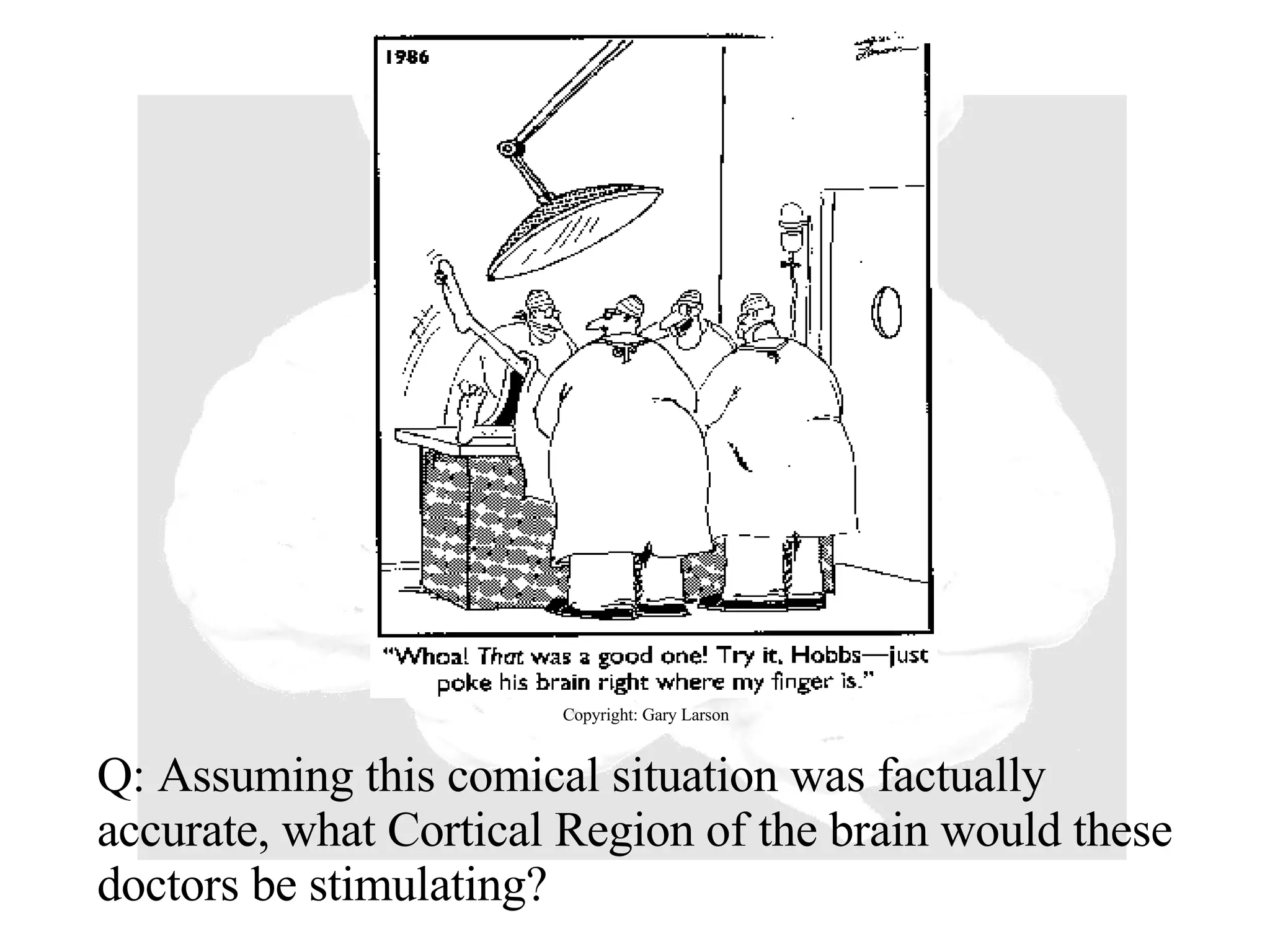 Q: Assuming this comical situation was factually accurate, what Cortical Region of the brain would these doctors be stimulating? Copyright: Gary Larson 