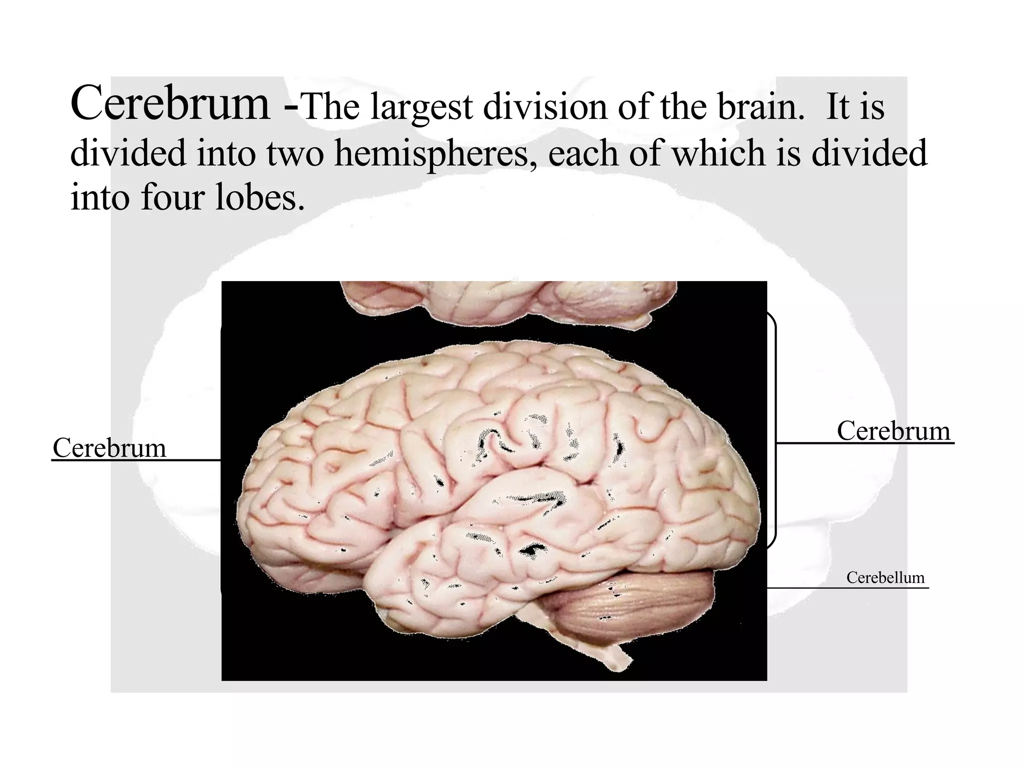 Cerebrum - The largest division of the brain.  It is divided into two hemispheres, each of which is divided into four lobes. Cerebrum Cerebrum Cerebellum 
