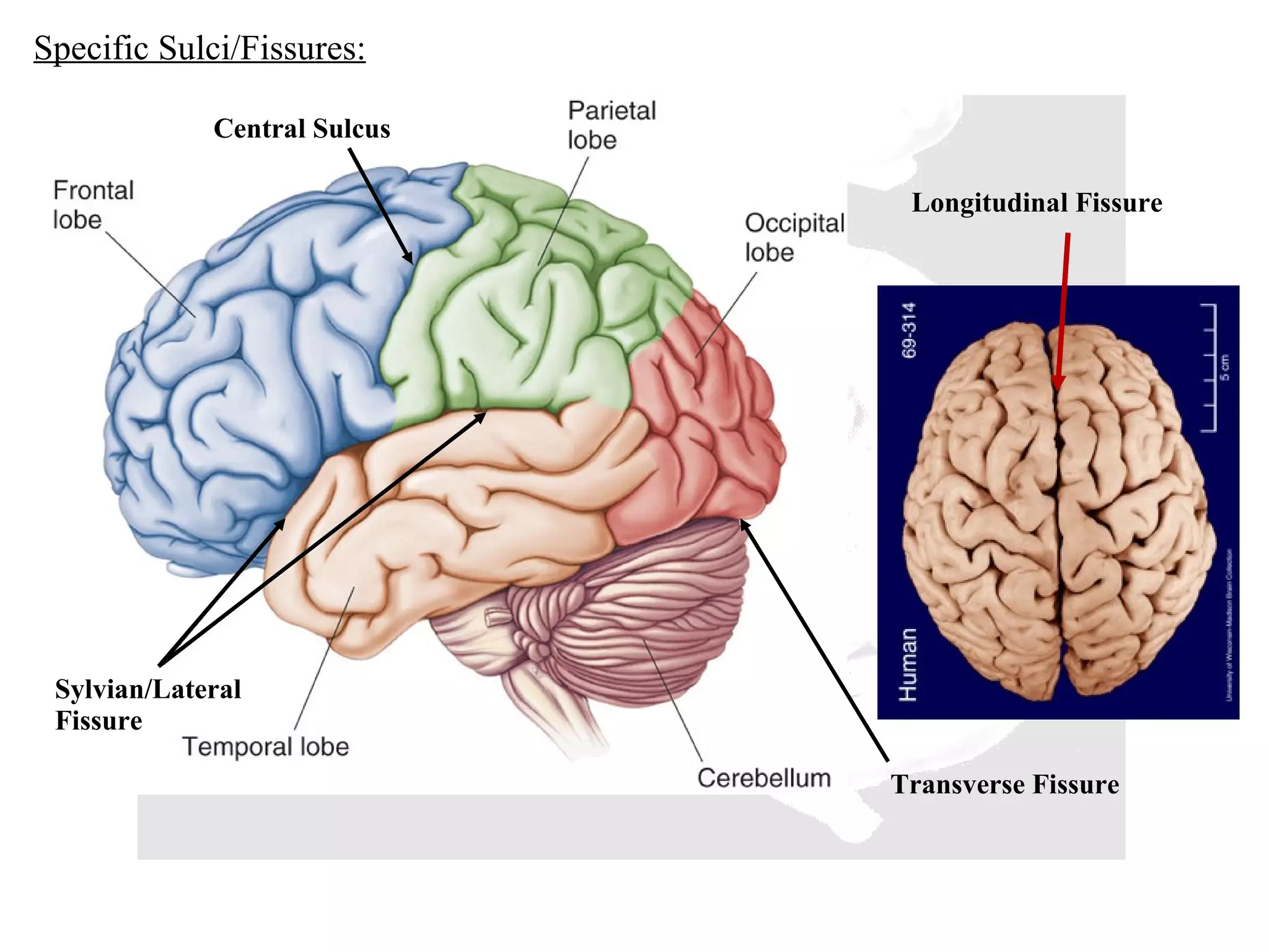 Longitudinal Fissure Transverse Fissure Sylvian/Lateral Fissure Central Sulcus Specific Sulci/Fissures: 