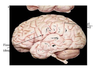 Human Brain | PPT | Brain and Nervous System Disorders | Diseases and ...