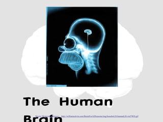 The Human
 Master Watermark Image:   http://williamcalvin.com/BrainForAllSeasons/img/bonoboLH-humanLH-viaTWD.gif
 