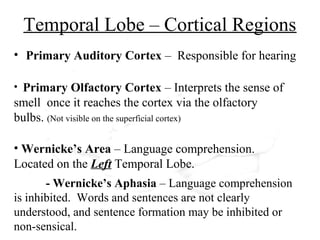Temporal Lobe – Cortical Regions
• Primary Auditory Cortex – Responsible for hearing
• Primary Olfactory Cortex – Interprets the sense of
smell once it reaches the cortex via the olfactory
bulbs. (Not visible on the superficial cortex)
• Wernicke’s Area – Language comprehension.
Located on the Left Temporal Lobe.
- Wernicke’s Aphasia – Language comprehension
is inhibited. Words and sentences are not clearly
understood, and sentence formation may be inhibited or
non-sensical.
 