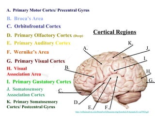 Cortical Regions
A.
B.
C.
D.
E. F.
G.
H.
I.
J.
K.
A. Primary Motor Cortex/ Precentral Gyrus
B. Broca’s Area
C. Orbitofrontal Cortex
K. Primary Somatosensory
Cortex/ Postcentral Gyrus
I. Primary Gustatory Cortex
J. Somatosensory
Association Cortex
G. Primary Visual Cortex
H. Visual
Association Area
E. Primary Auditory Cortex
F. Wernike’s Area
D. Primary Olfactory Cortex (Deep)
http://williamcalvin.com/BrainForAllSeasons/img/bonoboLH-humanLH-viaTWD.gif
 