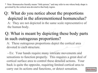 Q: What do you notice about the proportions
depicted in the aforementioned homunculus?
Q: What is meant by depicting these body parts
in such outrageous proportions?
A: They are not depicted in the same scale representative of
the human body.
A: These outrageous proportions depict the cortical area
devoted to each structure.
- Ex: Your hands require many intricate movements and
sensations to function properly. This requires a great deal of
cortical surface area to control these detailed actions. Your
back is quite the opposite, requiring limited cortical area to
carry out its actions and functions, or detect sensation. Back-Hom.
* Note: Homunculus literally means “little person,” and may refer to one whose body shape is
governed by the cortical area devoted to that body region.
 