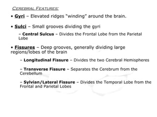 Cerebral Features:
• Sulci – Small grooves dividing the gyri
– Central Sulcus – Divides the Frontal Lobe from the Parietal
Lobe
• Fissures – Deep grooves, generally dividing large
regions/lobes of the brain
– Longitudinal Fissure – Divides the two Cerebral Hemispheres
– Transverse Fissure – Separates the Cerebrum from the
Cerebellum
– Sylvian/Lateral Fissure – Divides the Temporal Lobe from the
Frontal and Parietal Lobes
• Gyri – Elevated ridges “winding” around the brain.
 