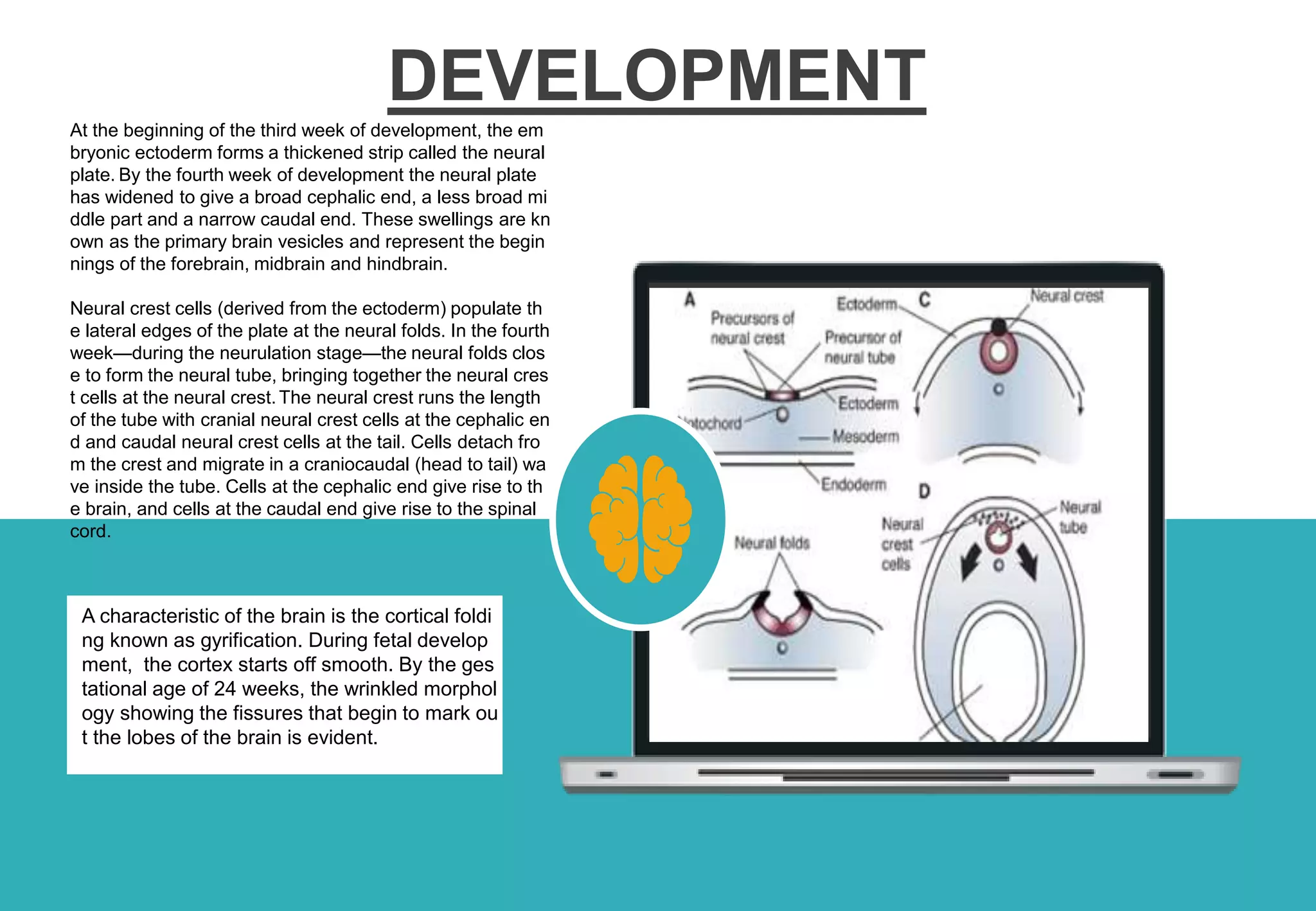 Human brain | PPTX